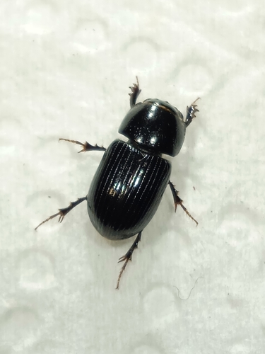 Phaeaphodius rectus