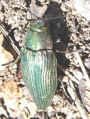 Buprestis adjecta