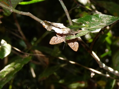 Protonymphidia senta