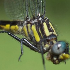 Hylogomphus abbreviatus