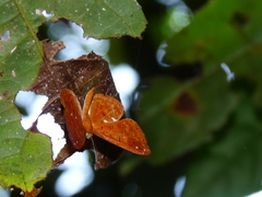 Protonymphidia senta