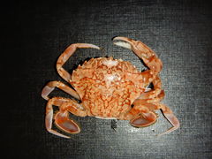 Liocarcinus marmoreus