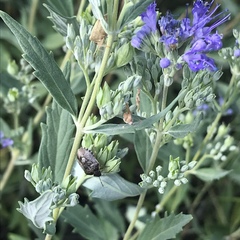 Holcostethus abbreviatus