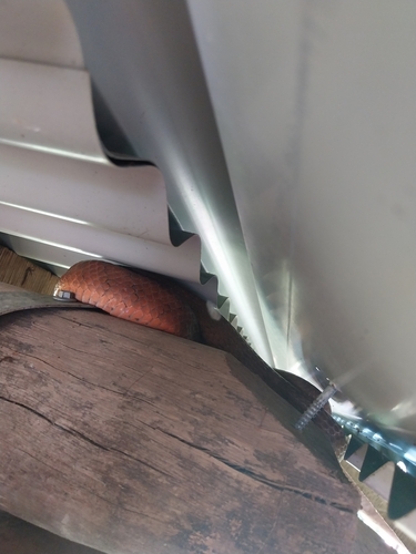 Brown Tree Snake sighting