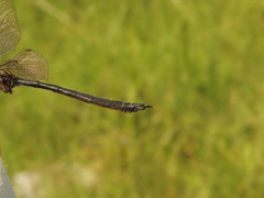 Somatochlora kennedyi