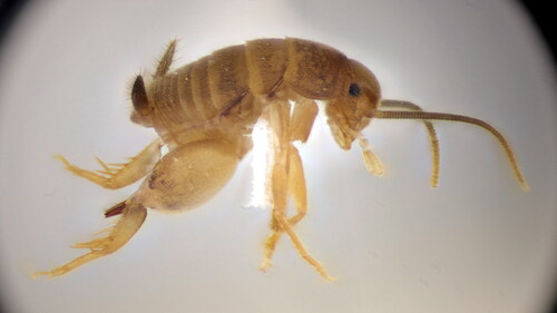 Brown Ant-cricket