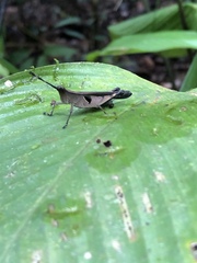 Xiphiola cyanoptera
