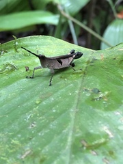 Xiphiola cyanoptera