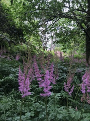 Astilbe