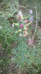 Ptilostemon strictus