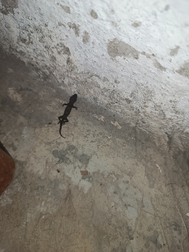Tropical House Gecko