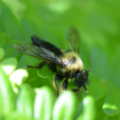 Laphria huron