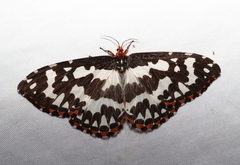 Pterothysanus laticilia