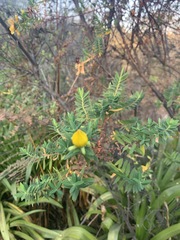 Hypericum revolutum