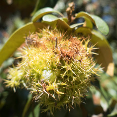 Chrysolepis chrysophylla minor