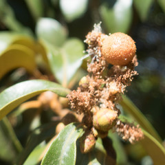 Chrysolepis chrysophylla minor