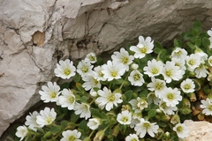 Cerastium carinthiacum