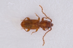 Placonotus testaceus