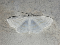 Scopula caricaria