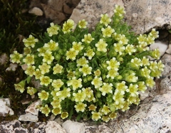 Saxifraga