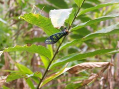 Callogaeana viridula
