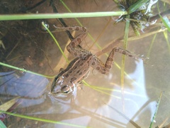 Lithobates spectabilis