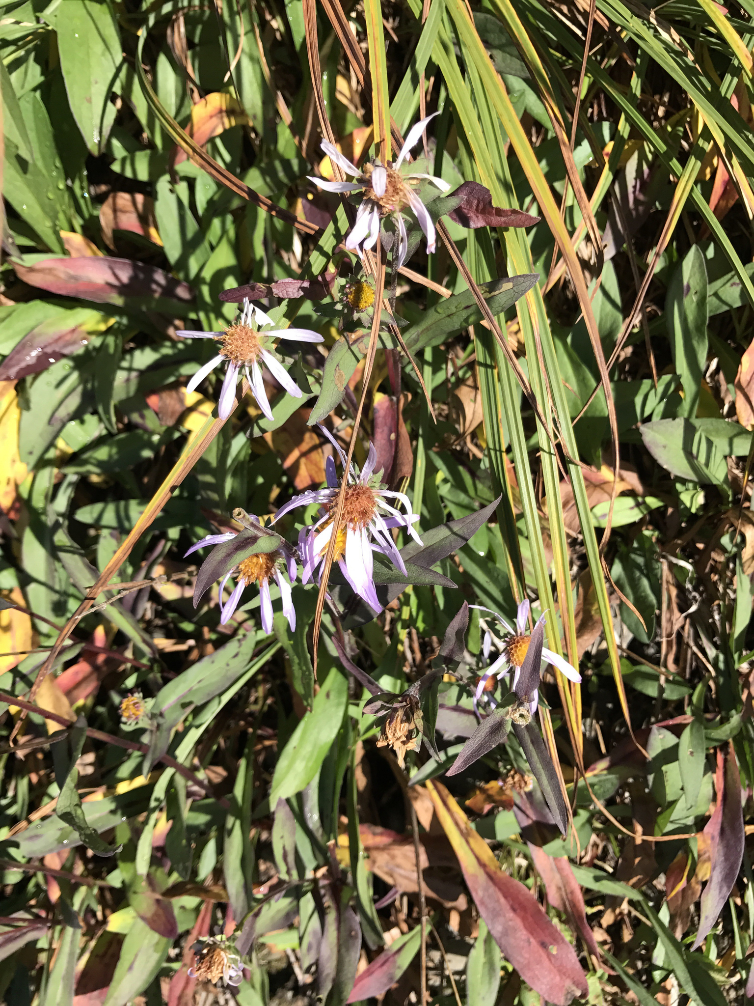 Symphyotrichum novi-belgii var. crenifolium