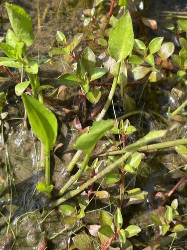 low spearwort (Ranunculus pusillus)