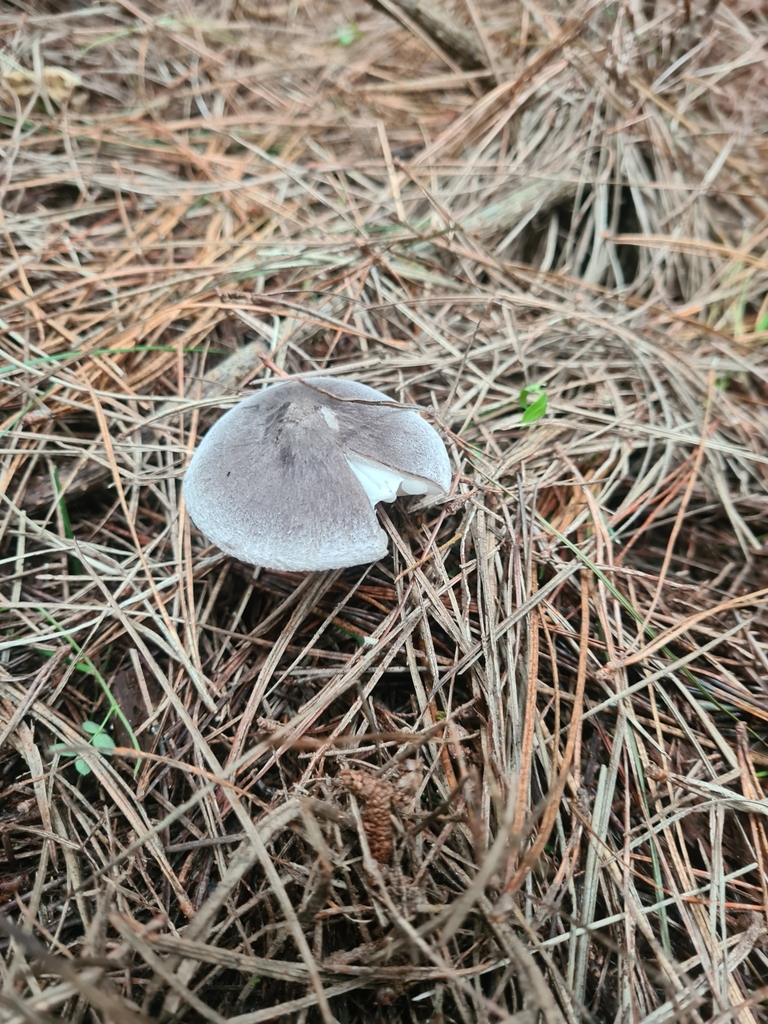 Tricholoma terreum · April 2025 · photo: © elliecornish (iNaturalist, cc0)