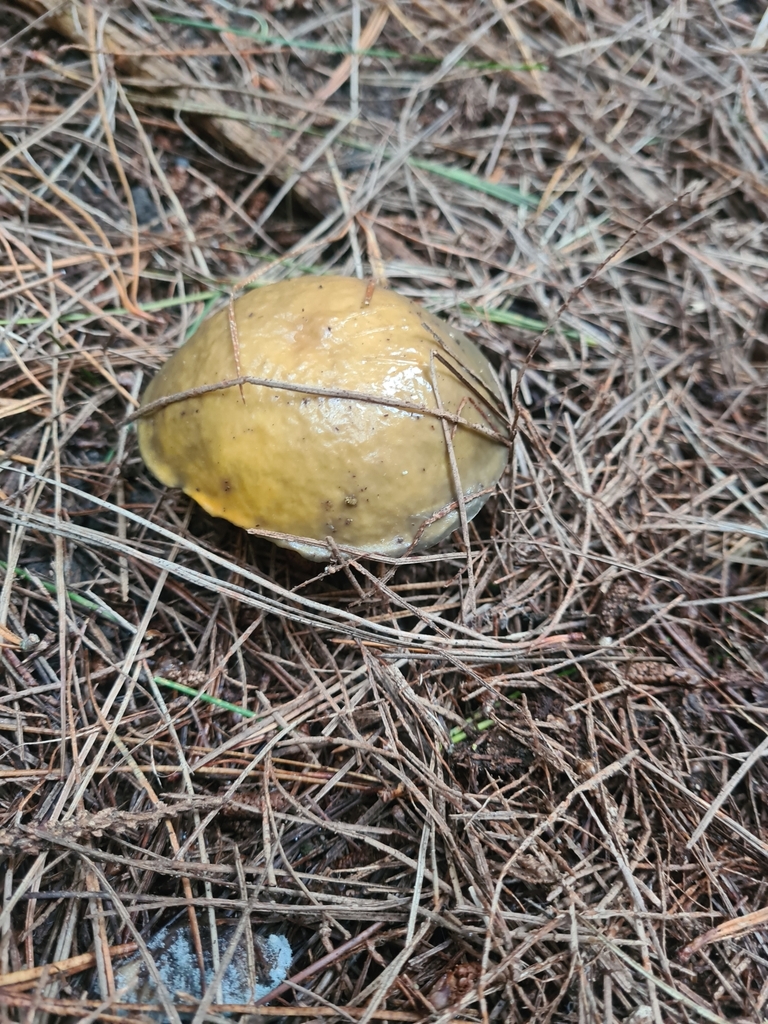 Suillus pungens · April 2025 · photo: © elliecornish (iNaturalist, cc0)