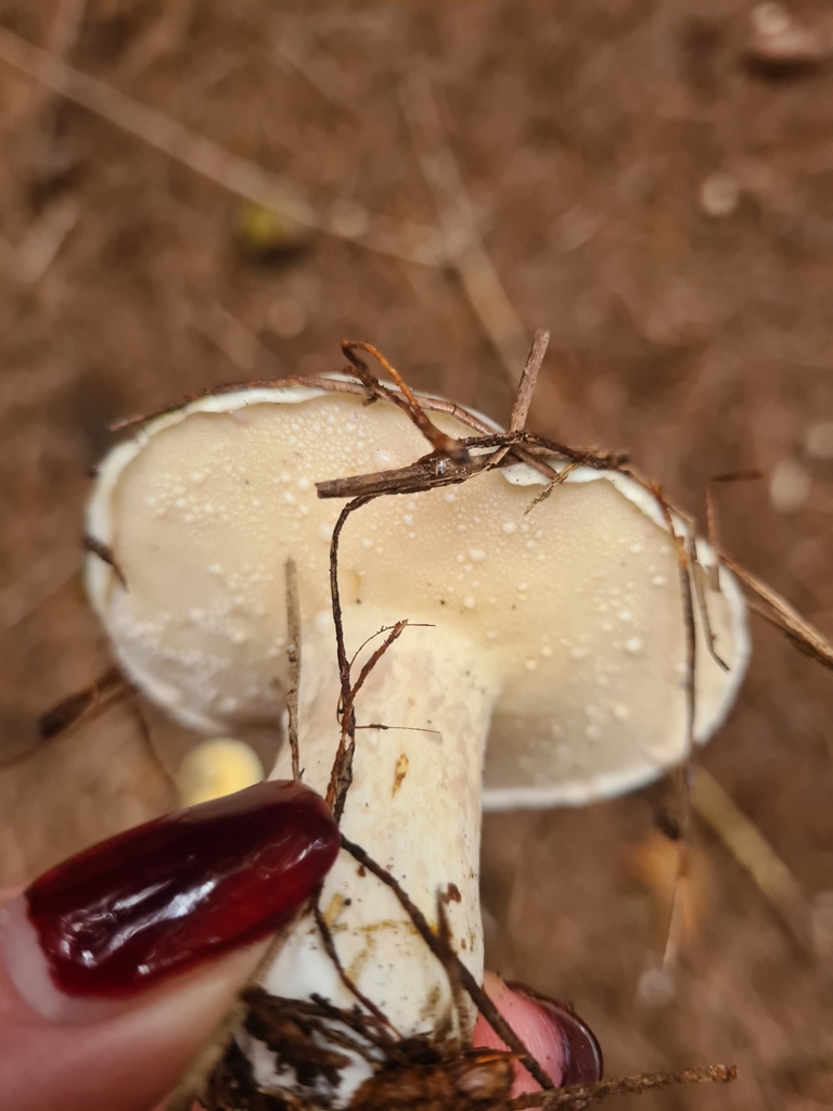 Suillus pungens · April 2025 · photo: © elliecornish (iNaturalist, cc0)