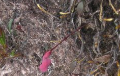 Orchidioides