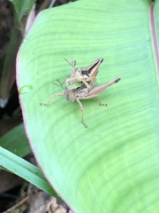 Orphulella concinnula