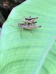 Orphulella concinnula
