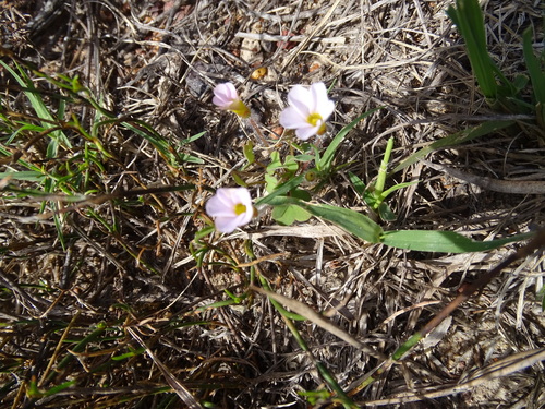 Attaquas Sorrel (Oxalis attaquana)