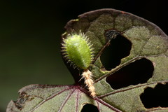 Cassida circumdata