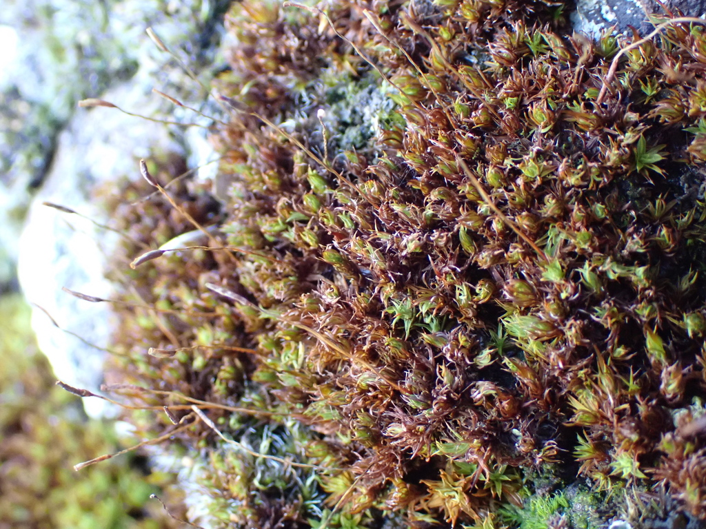 Syntrichia anderssonii