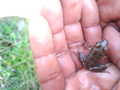 Lithobates spectabilis
