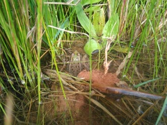 Lithobates spectabilis