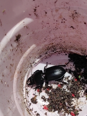 Pasimachus sublaevis