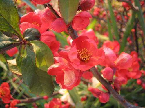 Chaenomeles speciosa