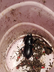 Pasimachus sublaevis