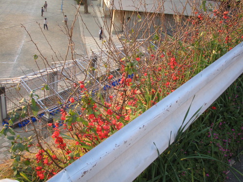 Chaenomeles speciosa