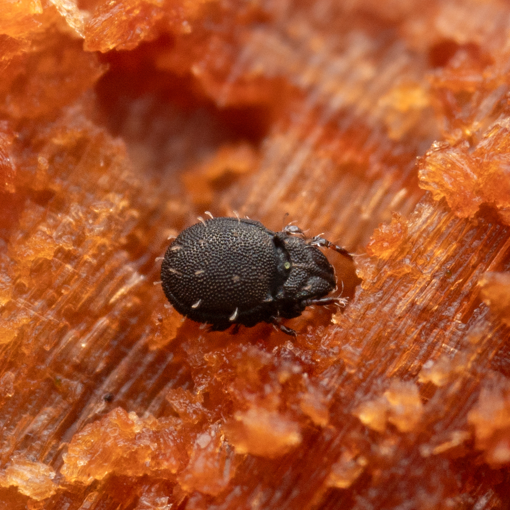 Carabodes ornatus