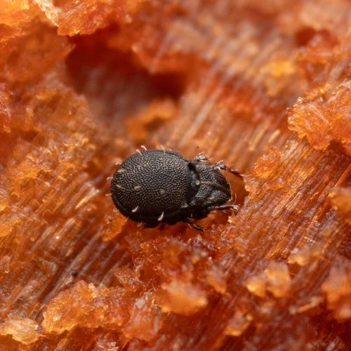 Carabodes ornatus