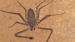 Phrynichus nigrimanus