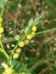 Phyllanthus urinaria hookeri