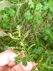 Phyllanthus urinaria hookeri
