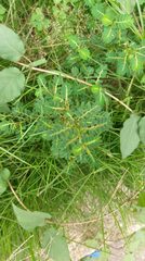 Phyllanthus urinaria hookeri