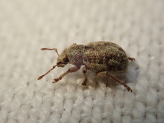 Strophosoma capitatum